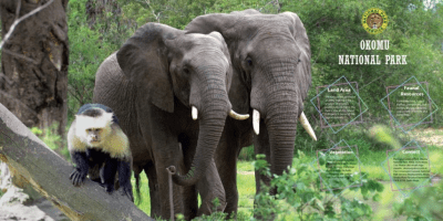 Okimu Rwanda Okomu National Park · Soluap