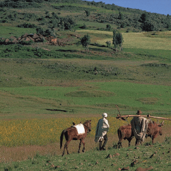 Ethiopia-people