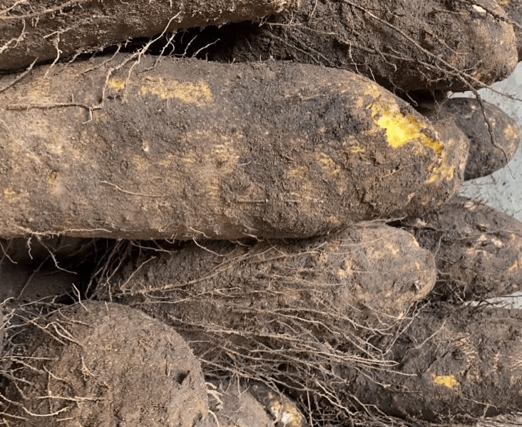 write an essay on the topic new yam festival