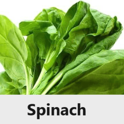 Spinach Origin, Medicinal Use, Spinach in Modern Cuisine, in the Arab World, Medieval Europe,