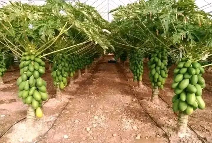 Planting of Pawpaw (Papaya): A Management Guide