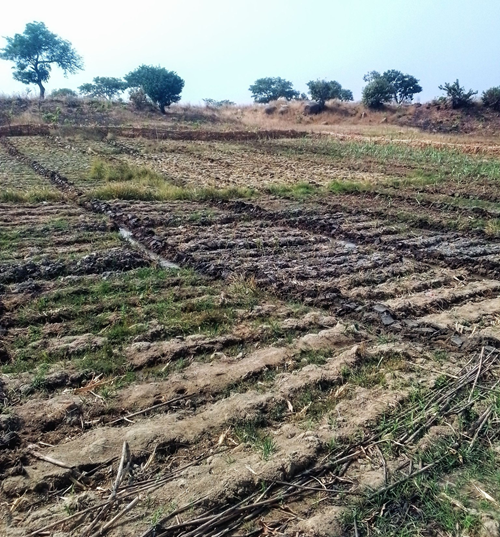 Draining a Waterlogged Farm for Sugarcane Production