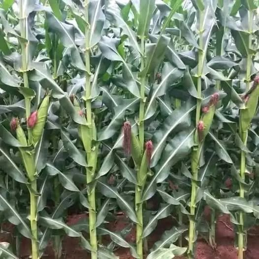 Maize Planting Guide