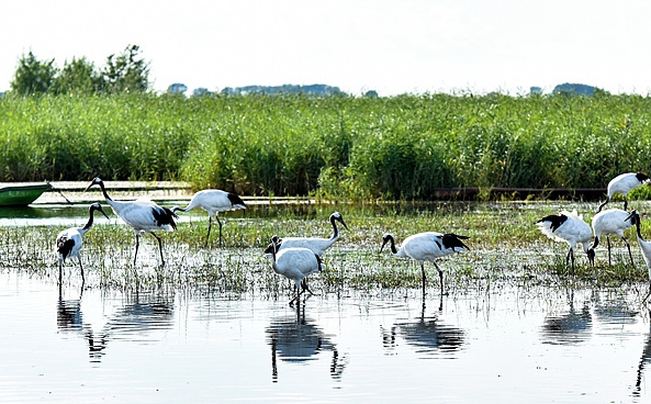 Zhalong Nature Preserve: China's Haven for Red-Crowned Cranes and Migratory Birds